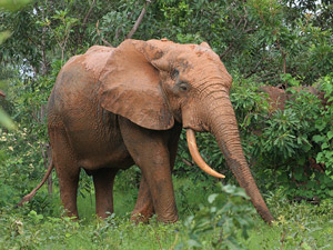 nah dran im Mole Nationalpark: Elefant